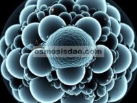Perancangan Mikrosfer C@TiO2 Hidrogenasi Yolk–Shell Multi-Antarmuka dengan Peningkatan Kinerja Penyerapan Gelombang Mikro